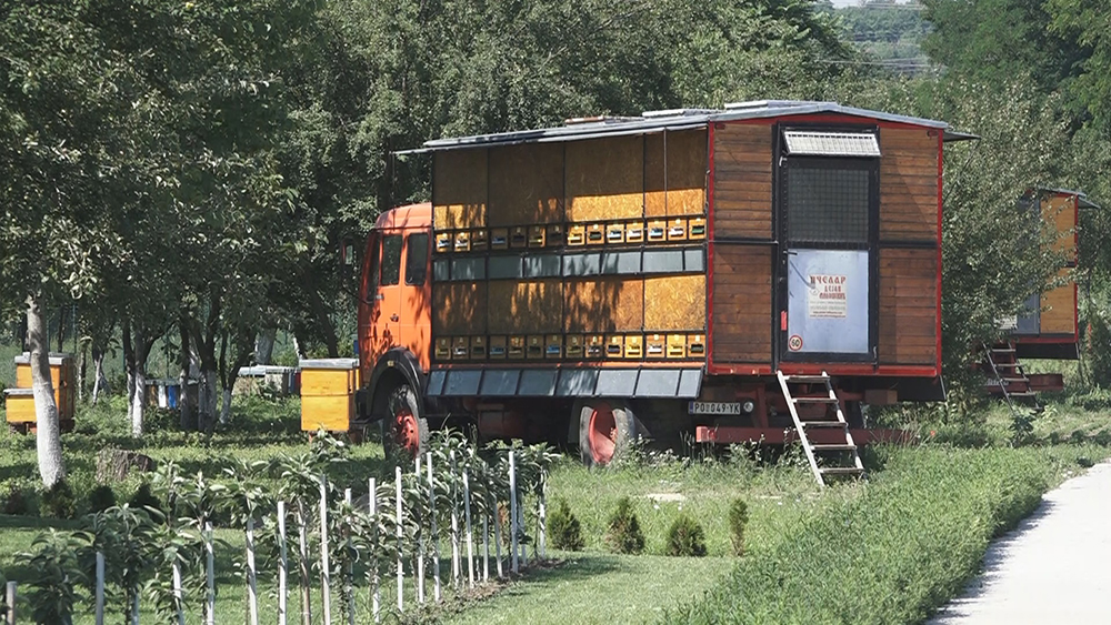 Paša bagremovog meda skroz podbacila