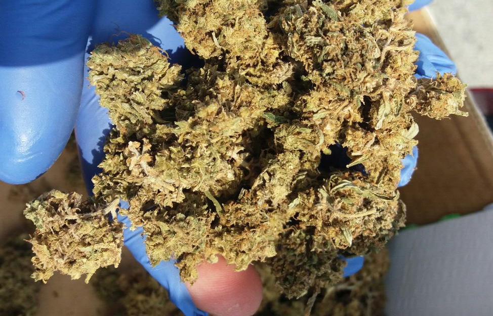 Zaplenjena marihuana 1.7kg, uhapšen osumnjičeni u okolini Velikog Gradišta
