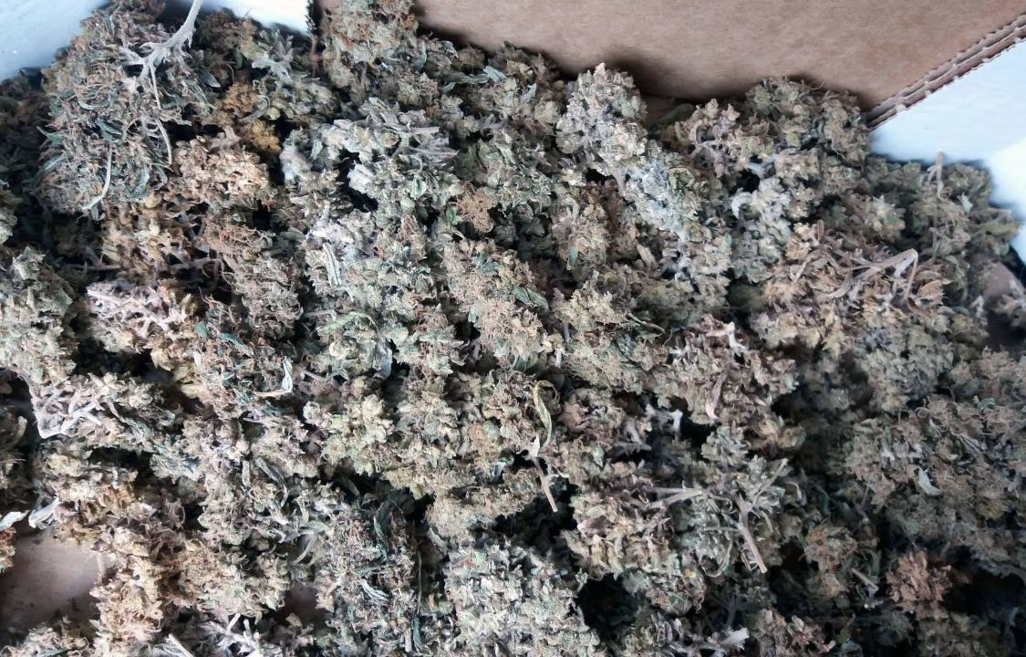 Zaplenjena marihuana 1.7kg, uhapšen osumnjičeni u okolini Velikog Gradišta