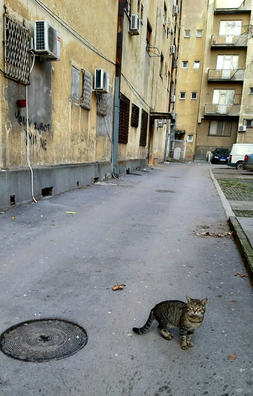 Grad pust, ali čist, kao da nije bilo više hiljada ljudi na koncertu FOTO