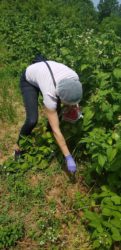 Primena dobre higijenske poljoprivredne prakse u vreme epidemije Korona virusa