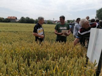 Poljoprivredna savetodavna i stručna služba Požarevac: DANI POLJA OZIMIH STRNIH ŽITA
