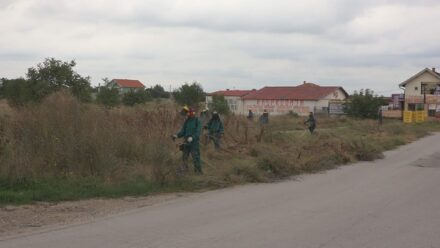 Požarevac: počela borba protiv ambrozije