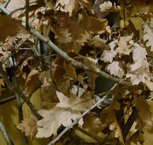 Mir Božiji, Hristos se rodi – Vaistinu se rodi – Srećan Božić
