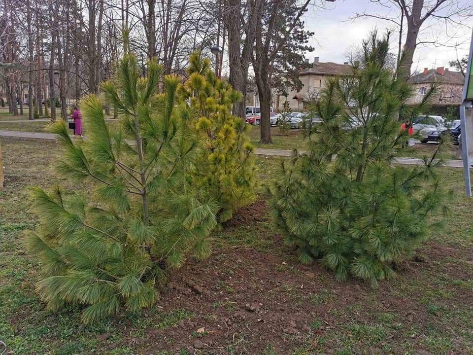 U Kostolcu zasađeno više od 90 mladih četinara