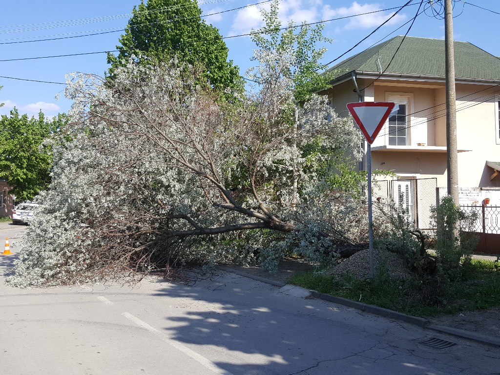 Požarevac: Palo drvo u Nemanjinoj ulici, saobraćaj privremeno zaustavljen (FOTO)